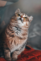 Beautiful little cat 5 months old looks up. Multi-colored cat. Funny coloring.