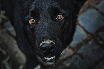 Close up portrait of black mongrel dog looking up. Reflection in his amber eyes. Dark background