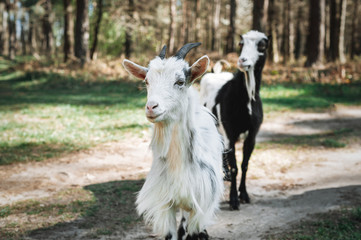 Two goats graze in the forest. Horned white goat and hornless black and white. Goat breeding. Production of homemade cheese.