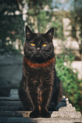 Black cat creepy/sinister face/portrait on background of nature. A black cat with a beautiful brown...