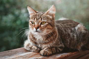 Beautiful portrait of striped cat resting at balcony, close up.