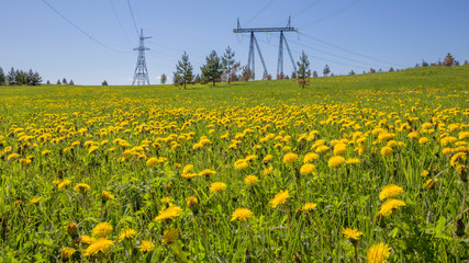 Fototapeta premium meadow on a hillside overgrown with yellow dandelions on a sunny summer day