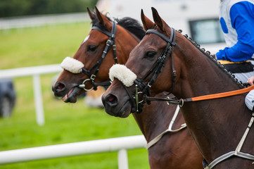 Obraz premium Close up on two race horses on the track before the race