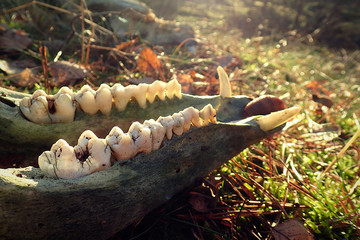 Wild boar skull with slug on its lower jaw