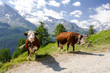 Fototapeta na wymiar Mucche al pascolo in montagna. Estate in Valgrisenche. Valle d'Aosta. Italia
