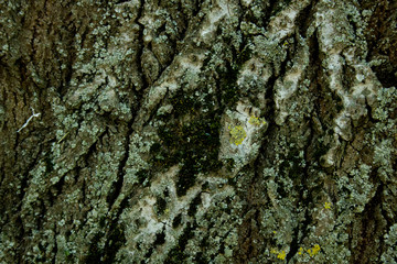 tree bark texture