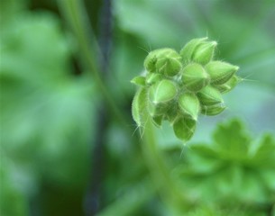 close up of fresh herbs