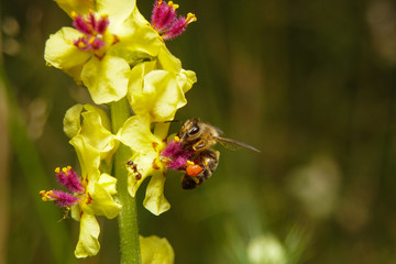 owady pszczoła z nektarem © Robert Borek