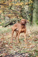 magyar-vizsla seitliche ansicht im herbstlaub