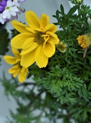 yellow flowers in the garden