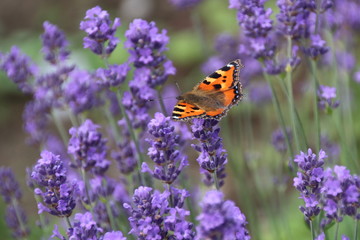 Schmetterling Kleiner Fuchs auf Lavendel