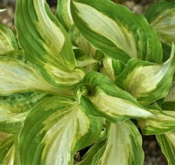 Obraz premium close up of fresh green onions