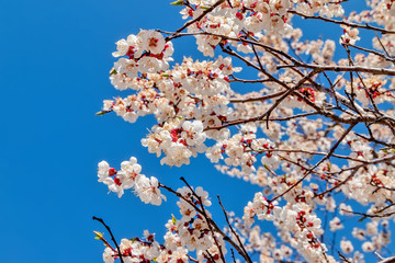 Branches of a flowering tree