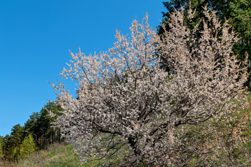 Wild blooming cherry in the forest