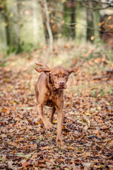 Magyar-Vizsla im Herbstlaub