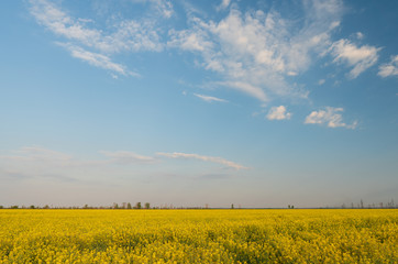 Blooming rapeseed field against the blue cloudy sky