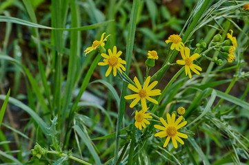 yellow wildflowers on a background of green grass
