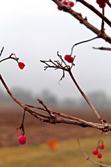 red berries in snow