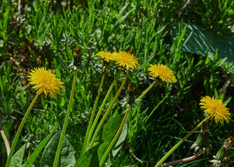 yellow dandelions on a flowerbed against a background of green grass on a sunny spring day