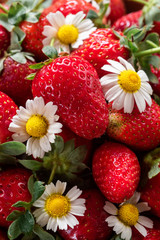 Background with cut strawberries and camomile flowers vertical 