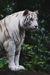 majestic white tiger
