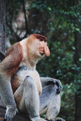 Naklejka premium proboscis monkey male