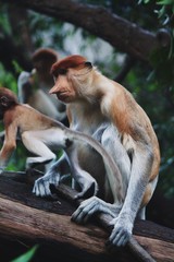 primate, proboscis monkey and baby