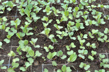 Seedlings of cabbage grown in plastic cassettes.