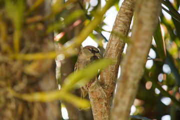 House Sparrow bird on a branch