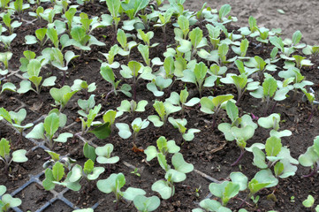 Seedlings of cabbage grown in plastic cassettes.