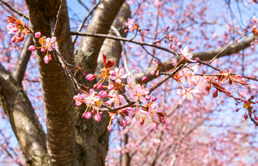Cherry tree blossom, Kirsikkapuisto (Cherry Tree Park) in Roihuvuori, Helsinki, Finland