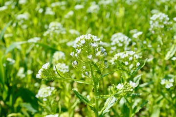 Field green plats with white flowers - Thlaspi arvense