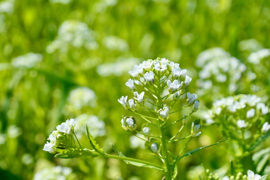 Field green plats with white flowers (detail) - Thlaspi arvense