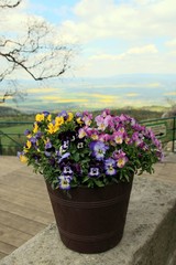 flowers in the garden