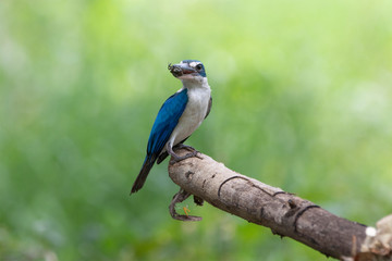 Beautiful Collared kingfisher (Todiramphus chloris) eoxotic white and blue bird perching on wooden branch over fine green background, fascinated nature. Bird in a nature wild