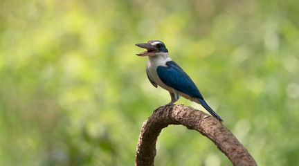 Beautiful Collared kingfisher (Todiramphus chloris) eoxotic white and blue bird perching on wooden branch over fine green background, fascinated nature. Bird in a nature wild