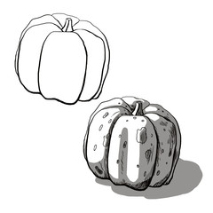 sketch contour pumpkin orange decor garden