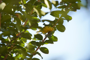 Sicalis flaveola bird on a branch