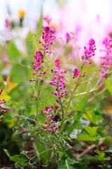 pink flowers in a garden