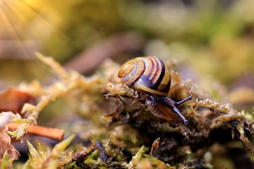 snail on the grass
