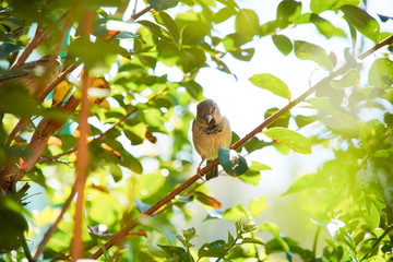 Obraz premium House Sparrow bird on a branch