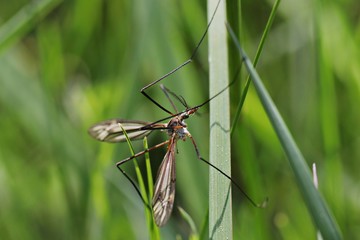 mosquito in the grass
