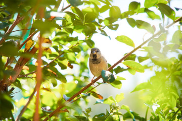 House Sparrow bird on a branch