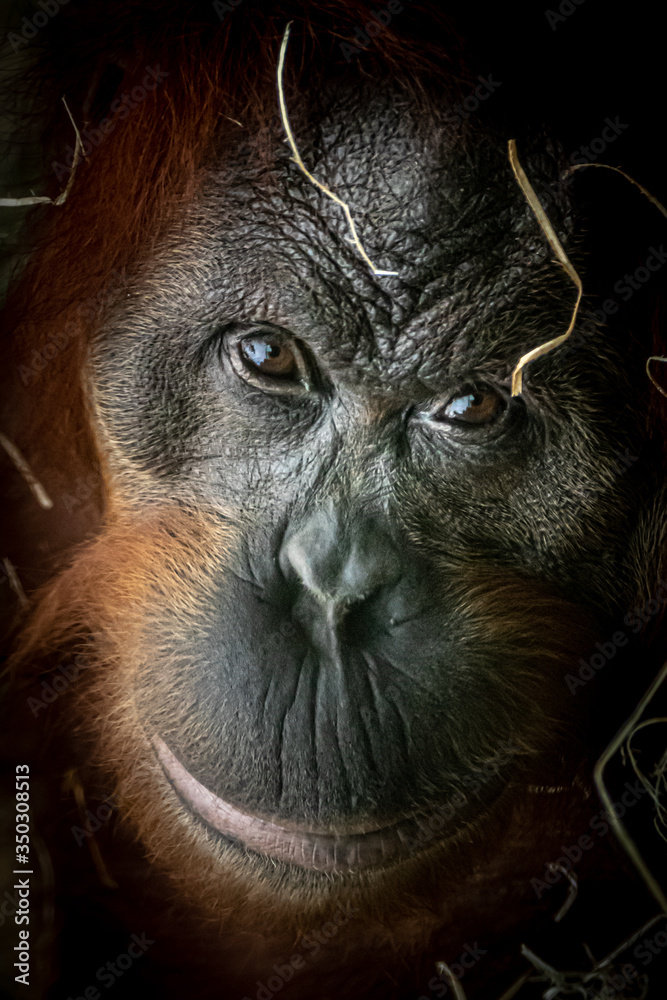 Wall mural Closeup of an Orang-Utan smiling