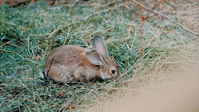 little rabbit eats the grass on a Sunny day, banny grey