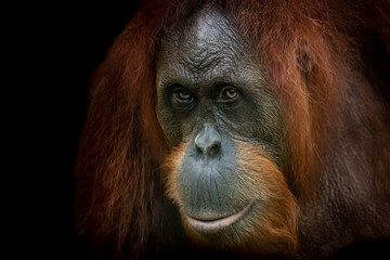A beautiful fine art photo of an Orang-Utan