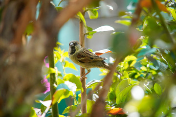House Sparrow bird on a branch