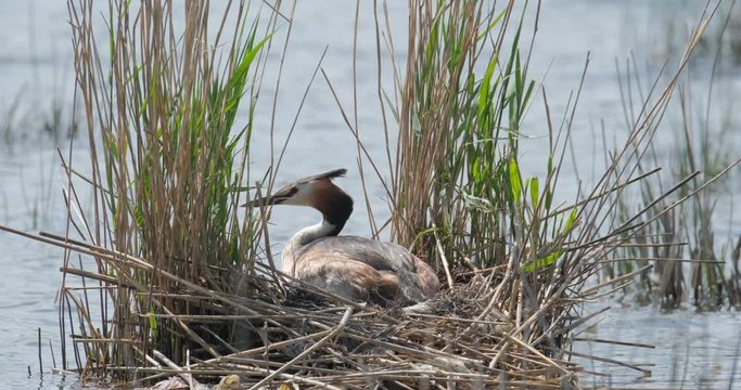 Great crested grebe or Podiceps cristatus in nest close up 4K UHD