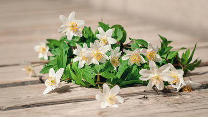 Fototapeta na wymiar Snowdrops in spring lie on a wooden table outdoors on a sunny day. Wild Anemone, Windflowers, Wood Anemone, Thimbleweed.