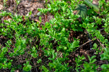 Blueberry bushes with young green berries in the forest. Unripe blueberries. Berries in the spring forest.  Close-up. Selective focus